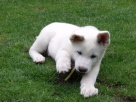 Welcome to little Muftik, a Japanese Akita puppy.